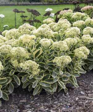 Variegated Stonecrop with cream-edged