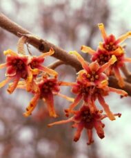 Vernal Witch Hazel orange blooms.