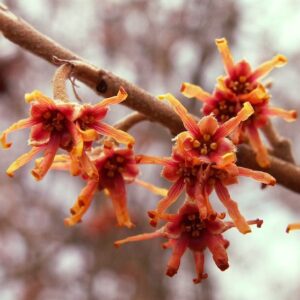 Vernal Witch Hazel orange blooms.