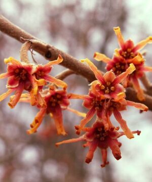 Vernal Witch Hazel orange blooms.