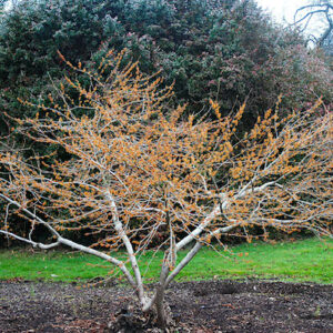 A cluster of Ozark Witch Hazel rust and orange blooms on the branch.