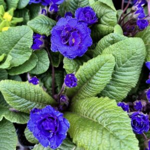 Potted Blue primrose plant in full bloom.