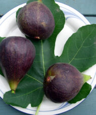 A plate of three Violette de Bordeaux Figs.