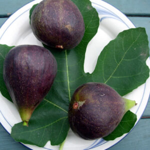 A plate of three Violette de Bordeaux Figs.