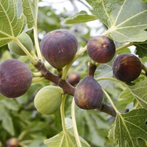 Seven Violette de Bordeaux Hardy Figs on the tree.