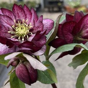 double flower with heavy burgundy veining.