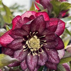 Heavily burgundy-veined Whirlwind romance hellebore blooms on the plant.