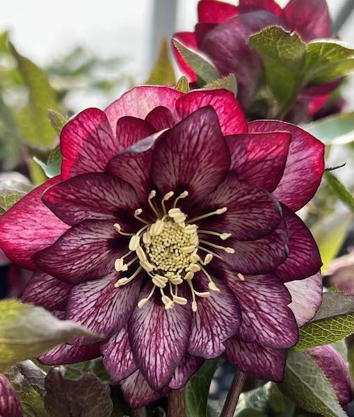 Helleborus 'Whirlwind Romance' | Whirlwind Romance Hellebore