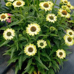 White and Green Coneflower plants.