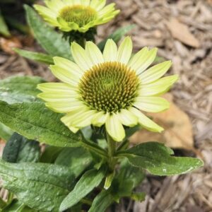 A dwarf White and Green Echinacea plant.