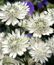 White Astrantia star shaped white blooms.