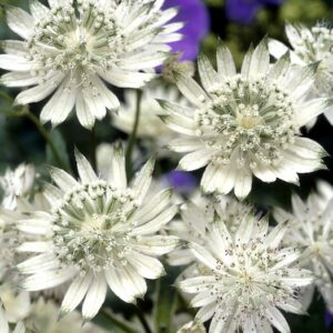 White Astrantia star shaped white blooms.
