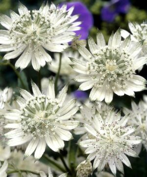 White Astrantia star shaped white blooms.