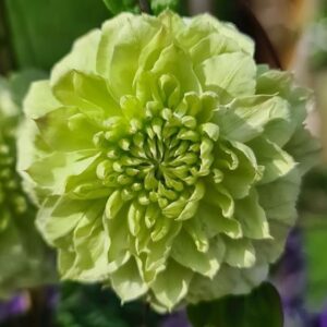 White Clematis Vine double flower in its early bloom tones of green.