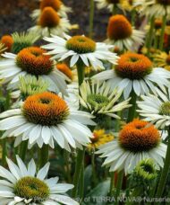 A mass of White Coneflower blooms on tall