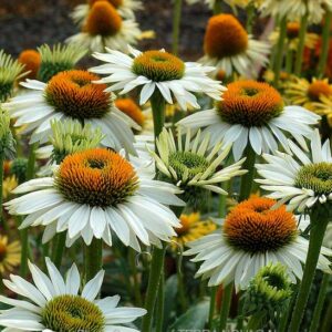 A mass of White Coneflower blooms on tall