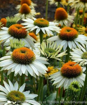 A mass of White Coneflower blooms on tall