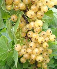White currant bush with green lobed leaves and transparent white currants.