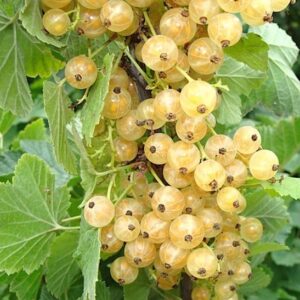 White currant bush with green lobed leaves and transparent white currants.