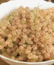 A large bowl filled with White currant plant transparent fruits.