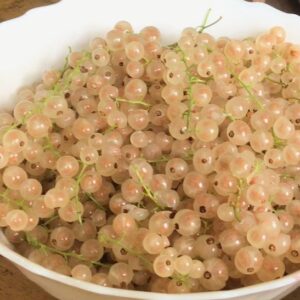 A large bowl filled with White currant plant transparent fruits.