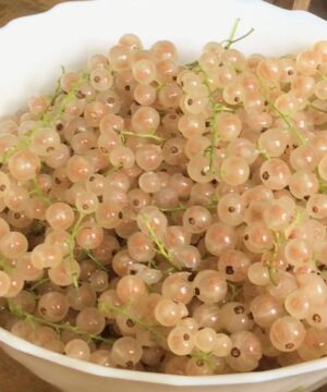 A large bowl filled with White currant plant transparent fruits.