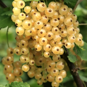 White currant tree with ripe