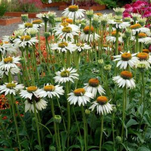 White Coneflower plat blooms with white petals and yellowish