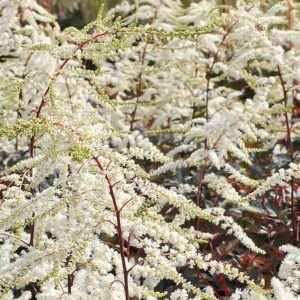 arching plumes of creamy white flowers and lush