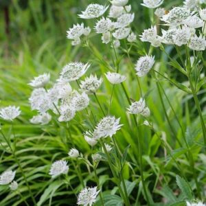White Masterwort white blooms on tall