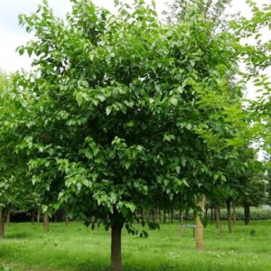 Nikita white mulberry tree with large leaves