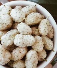 White mulberry tree large