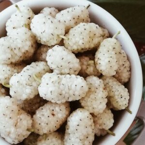 White mulberry tree large