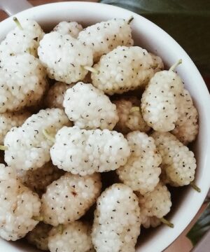 White mulberry tree large