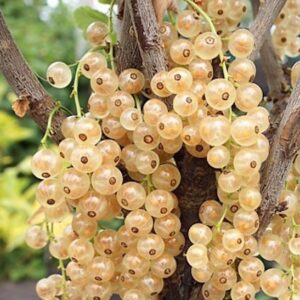 White transparent currant plant with masses of transparent fruits.