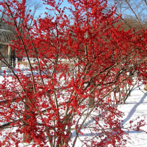Winter red winterberry plant with red berries against a clear blue winter sky and snow.