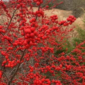 Winter red winterberry shrub with masses of red winter berries