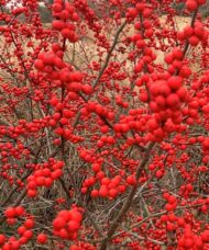 Winterberry plant bright red berries on the branch.