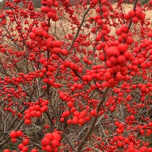 Winterberry plant bright red berries on the branch.