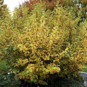 Witch Hazel Tree foliage turning yellow in fall.