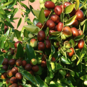 Masses of Xian beauty Chinese dates on the tree.