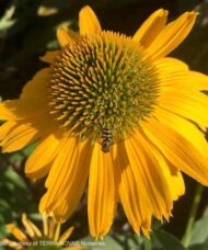 Yellow coneflower bloom of yellow petal and a yellow-green cone with a bee on the petals.