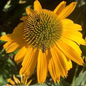 Yellow coneflower bloom of yellow petal and a yellow-green cone with a bee on the petals.