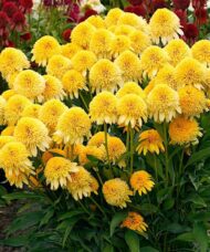 A beautiful clump of Yellow Coneflower Plant full of blooms.