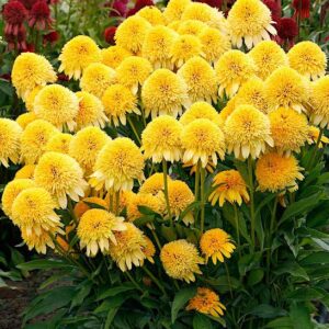 A beautiful clump of Yellow Coneflower Plant full of blooms.