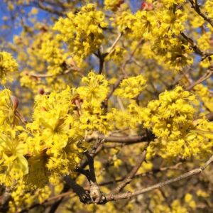 Yellow Cornelian Cherry Plant full of small
