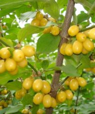 Multiple Yellow Cornelian Cherry Dogwood fruits hanging from the tree.