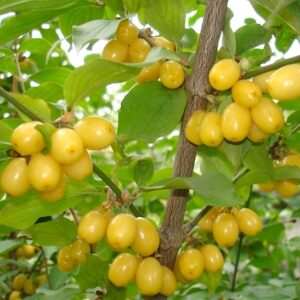 Multiple Yellow Cornelian Cherry Dogwood fruits hanging from the tree.
