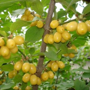 ovoid fruits in a white bowl.