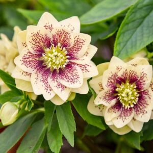 Yellow Hellebore Plant handsome buttercream yellow  flowers have burgundy speckles densely concentrated at the centre